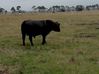 Pure Black Speckle Park Bull