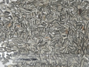 Grey Stripe Sunflower, in 1T Bulka Bag