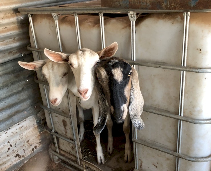 HAND RAISED, VERY TAME Female Purebred Dairy Goats, Doe Trio with 2 baby wethers, Fantastic Goats