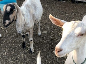 HAND RAISED, VERY TAME Female Purebred Dairy Goats, Doe Trio with 2 baby wethers, Fantastic Goats