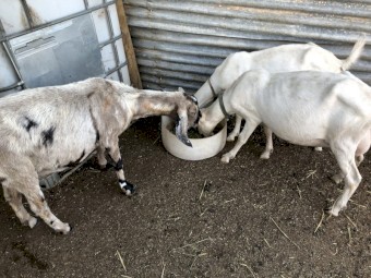 HAND RAISED, VERY TAME Female Purebred Dairy Goats, Doe Trio with 2 baby wethers, Fantastic Goats