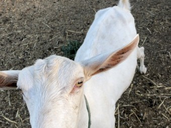 HAND RAISED, VERY TAME Female Purebred Dairy Goats, Doe Trio with 2 baby wethers, Fantastic Goats