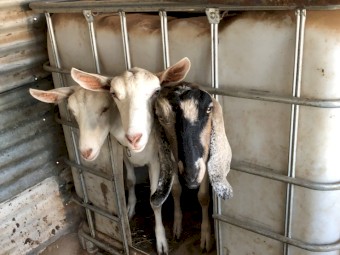 HAND RAISED, VERY TAME Female Purebred Dairy Goats, Doe Trio with 2 baby wethers, Fantastic Goats
