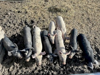 Spit pigs, large white x berkshire