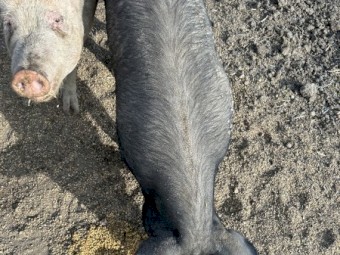 Spit pigs, large white x berkshire
