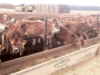 Concrete Feed Troughs 0.7m wide x 4m long for Cattle Feedlots AG-CRETE ...