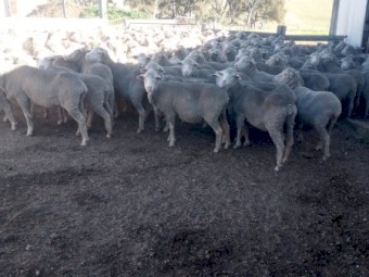 240 Merino Ewes. 5yr Classed in Breeders.  Unjoined