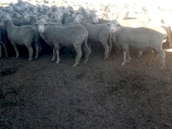 240 Merino Ewes. 5yr Classed in Breeders.  Unjoined