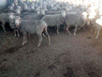 240 Merino Ewes. 5yr Classed in Breeders.  Unjoined