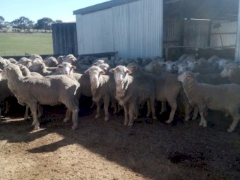 240 Merino Ewes. 5yr Classed in Breeders.  Unjoined