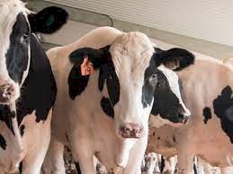 Full Bloodline Holstein Friesian Cows and Heifers