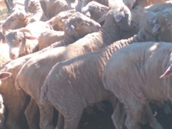 90 Demondrille Blood Wethers