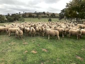 WANTED Agistment or Lease block Urgently