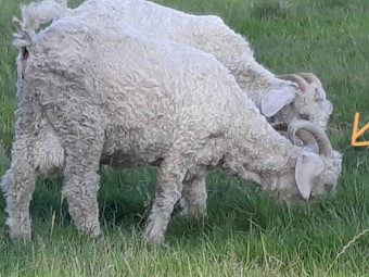 Mohair Goats (Angora) 