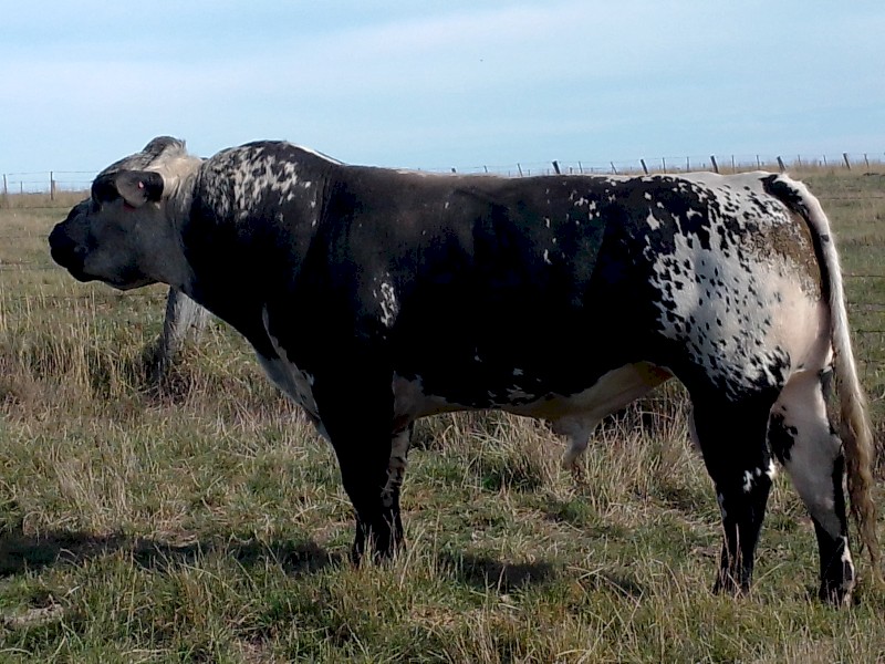Pure Speckle Park Bull.
