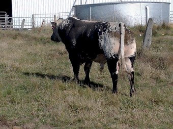 Pure Speckle Park Bull.