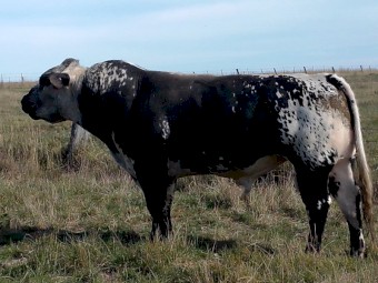 Pure Speckle Park Bull.