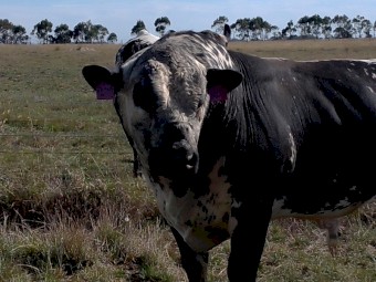 Pure Speckle Park Bull.