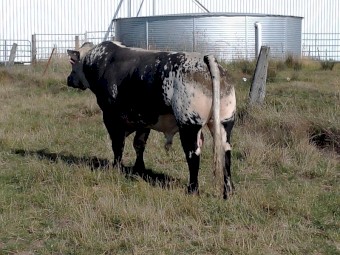 Pure Speckle Park Bull.