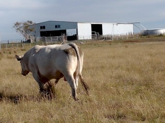 Pure Speckle Park Bull.