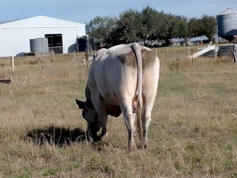 Pure Speckle Park Bull.