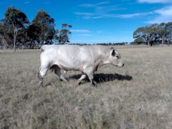 Pure Speckle Park Bull.