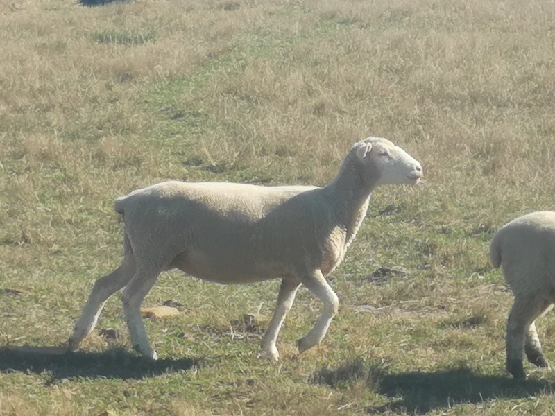 White Suffolk Ewes and  cross lambs