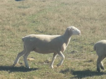 White Suffolk Ewes and  cross lambs