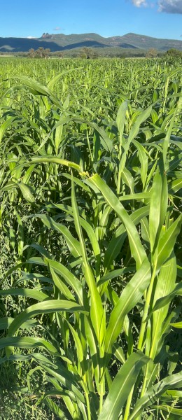 Expressions of Interest: SSS Forage Sorghum Hay 8x3x4 Bales