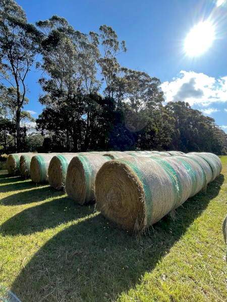Pasture Hay low sugar 24 season