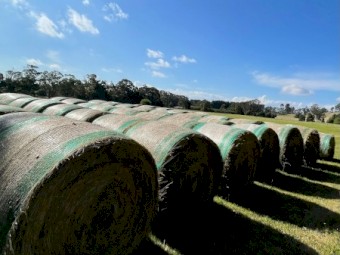 Pasture Hay low sugar 24 season