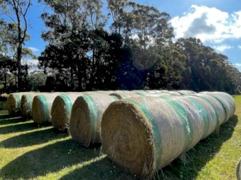 Pasture Hay low sugar 24 season