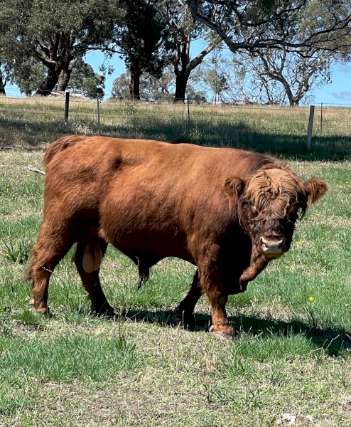 Scottish Highland Bull