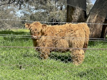 Scottish Highland Bull