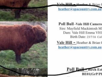 Scottish Highland Bull