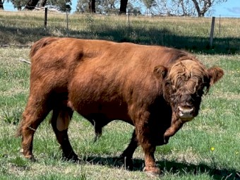Scottish Highland Bull