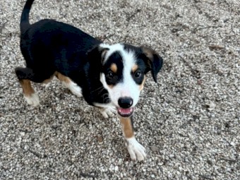 Border Collie X Puppies