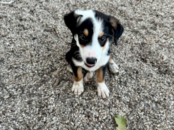 Border Collie X Puppies