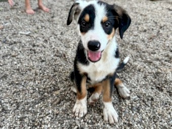 Border Collie X Puppies