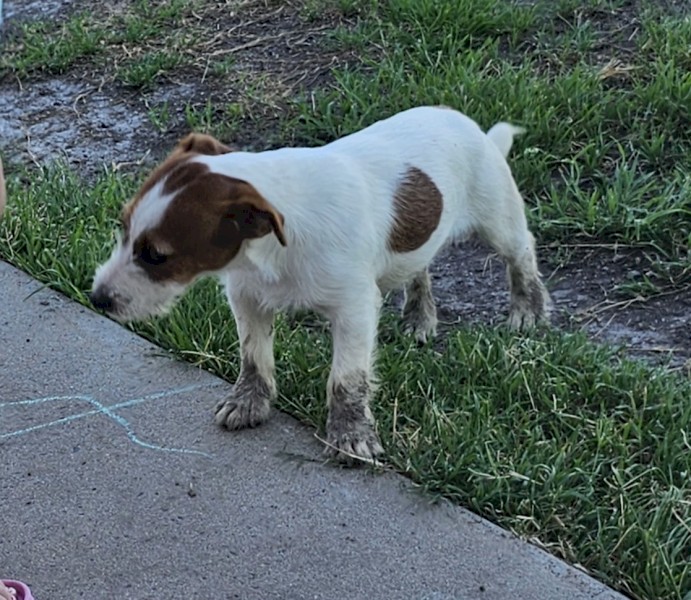 Jack russell 