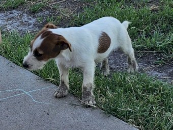 Jack russell 