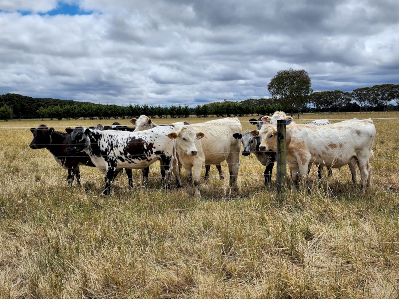 WANTED Cattle Agistment Farm Tender