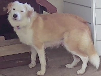 Border Collies Pure Breed x 5