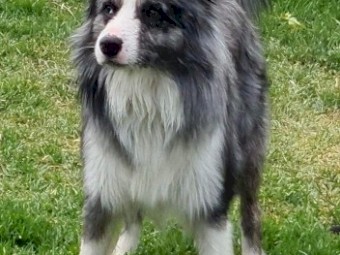 Border Collies Pure Breed x 5