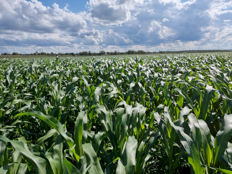 Pacific BMR ROCKET & Pacific BMR Octane Forage sorghum. 