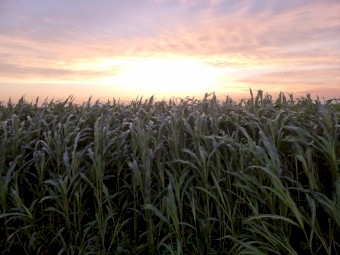 Pacific BMR ROCKET & Pacific BMR Octane Forage sorghum. 