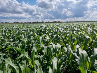 Pacific BMR ROCKET & Pacific BMR Octane Forage sorghum. 