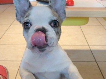  Female French bulldog Puppy