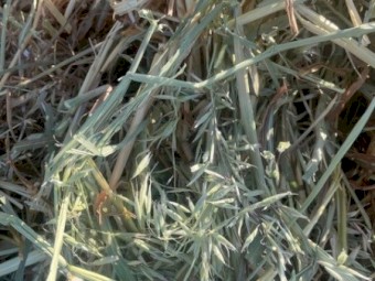 New Seasons Oaten Hay