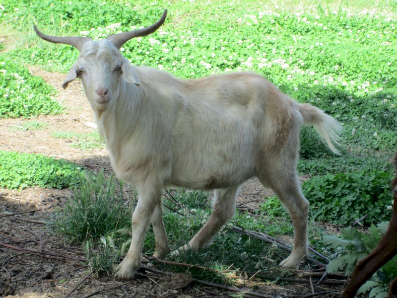 Young Male Buck Goat a year and a half old.  